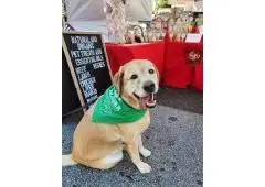 Healthy Pet Treats