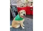 Healthy Pet Treats