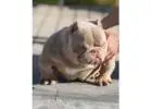 American Bully and American Pitbull Terrier Puppies for sale
